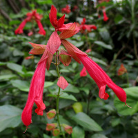 Salvia Art Gallery Red
