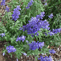 Salvia farinacea