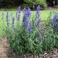 Salvia farinacea