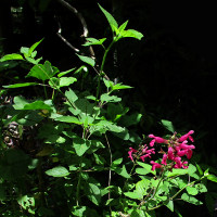 Salvia involucrata Joan
