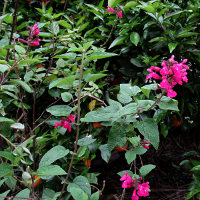 Salvia involucrata Joan