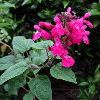 Salvia involucrata Joan