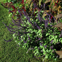 Unidentified Salvia