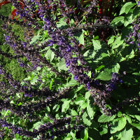 Unidentified Salvia
