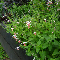 Unidentified Salvia
