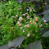 Unidentified Salvia