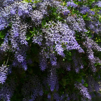 Petrea volubilis