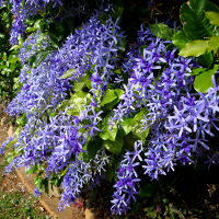 Petrea volubilis