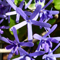 Petrea volubilis