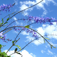 Petrea volubilis