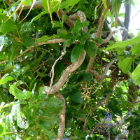 Petrea volubilis