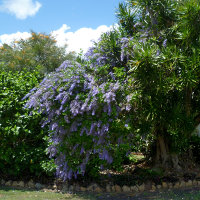 Petrea volubilis