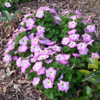 petunia in the landscape