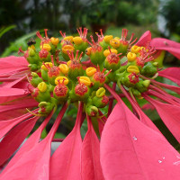 poinsettia