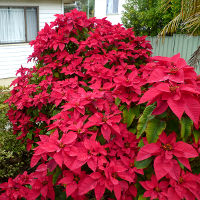 poinsettia