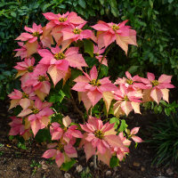 poinsettia