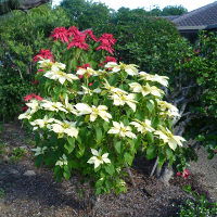 poinsettia