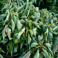 poinsettia