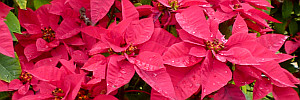 subject tag image