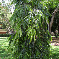 Indian Mast Tree Polyalthia longifolia