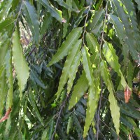 Indian Mast Tree Polyalthia longifolia