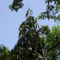 Indian Mast Tree Polyalthia longifolia