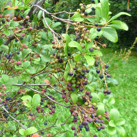rhaphiolepis berries