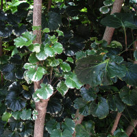 polyscias