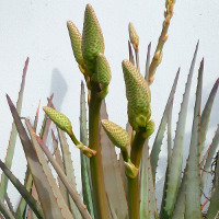 Ornamental flowering aloe plant