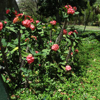 Euphorbia poysean hybrid