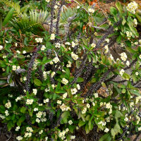 Euphorbia sonoma-type hybrid
