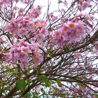 Tabebuia impetiginosa flowers