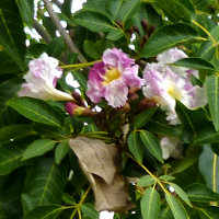 unidenified tabebuia