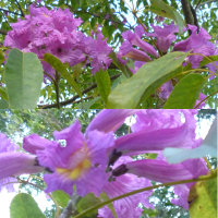 Tabebuia unknown species flowers