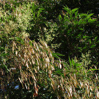 Fraxinus griffithii Himalayan ash