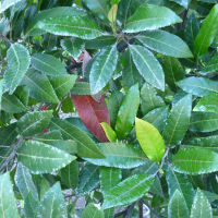Elaeocarpus reticulatus foliage