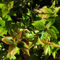 Abelia x grandiflora Kaleidoscope