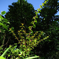 Abelia x grandiflora Kaleidoscope
