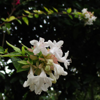 Abelia x grandiflora Kaleidoscope