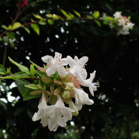 Abelia x grandiflora Kaleidoscope