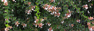 Abelia tab