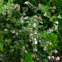 Abelia_x_grandiflora