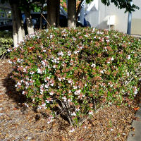 Abelia_x_grandiflora