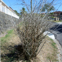 Abelia_x_grandiflora