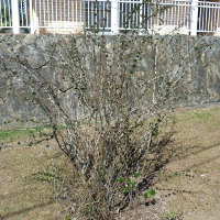 Abelia_x_grandiflora