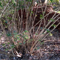 Abelia_x_grandiflora