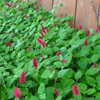 Acalypha reptans