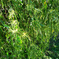 acalypha godseffiana