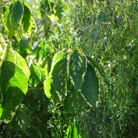 Acalypha Godseffiana and Chantrieri