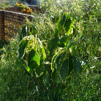 Acalypha Godseffiana and Chantrieri